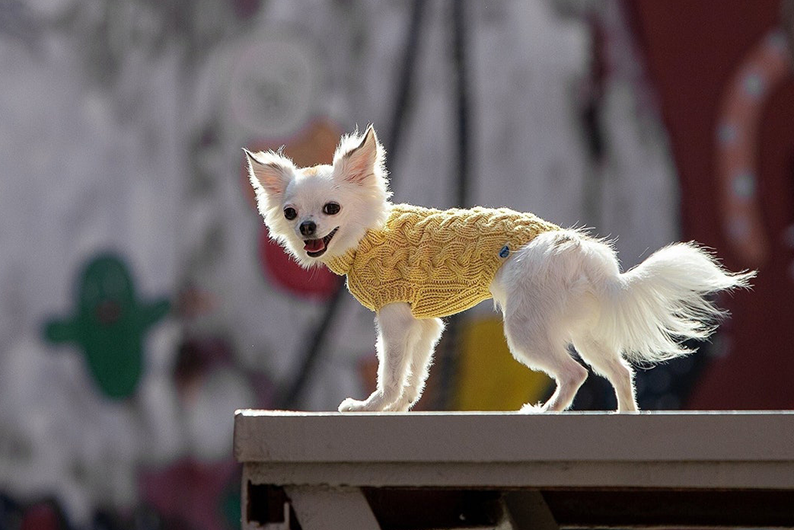 Picture 1 of dog wearing product