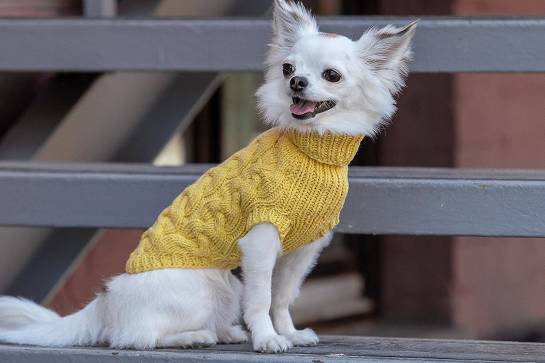 Picture 2 of dog wearing product