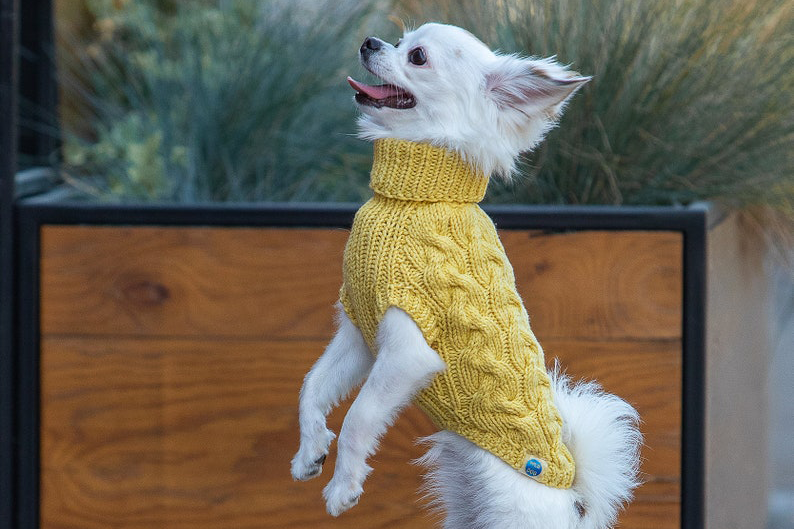 Picture 3 of dog wearing product